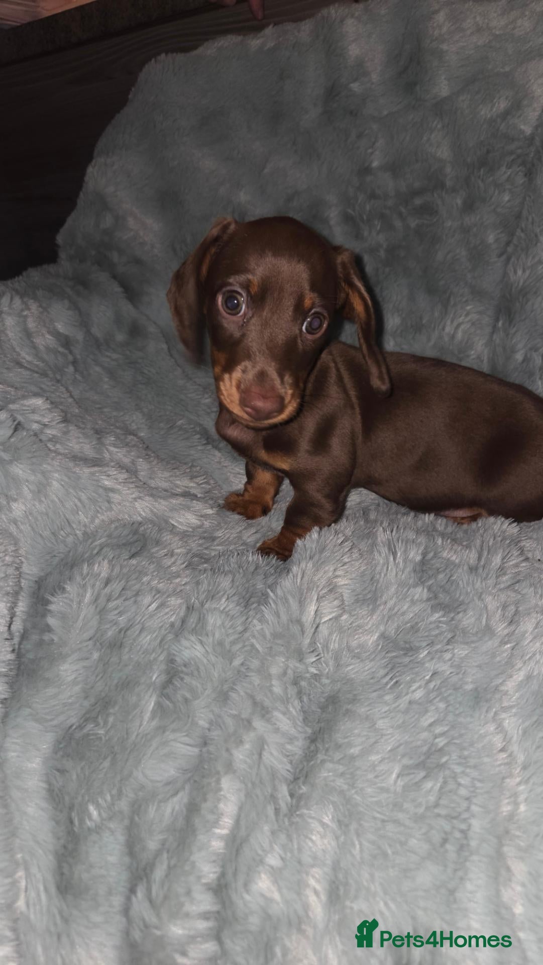 Miniature Dachshund dogs for sale: Miniature Dachshund puppies  - Advert 1