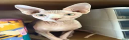 Sphynx cats for sale: 9 month old sphynx male  - Advert 11