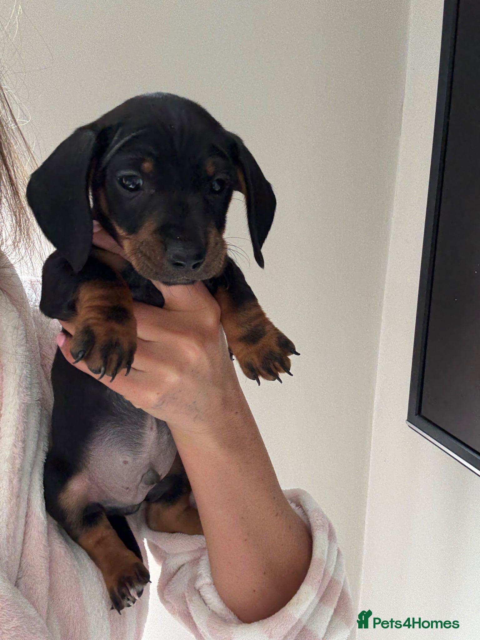 Dachshund dogs Miniature Dachshund READY TO LEAVE  - Advert 7