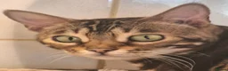 Bengal cats for sale: Tica Bengal Chocolate Marbled April speyed female - Advert 4