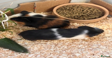 Guinea Pig rodents - Advert 12