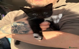 Mixed Breed cats for sale: 4 mixed breed kittens for good honest homes  - Image 1