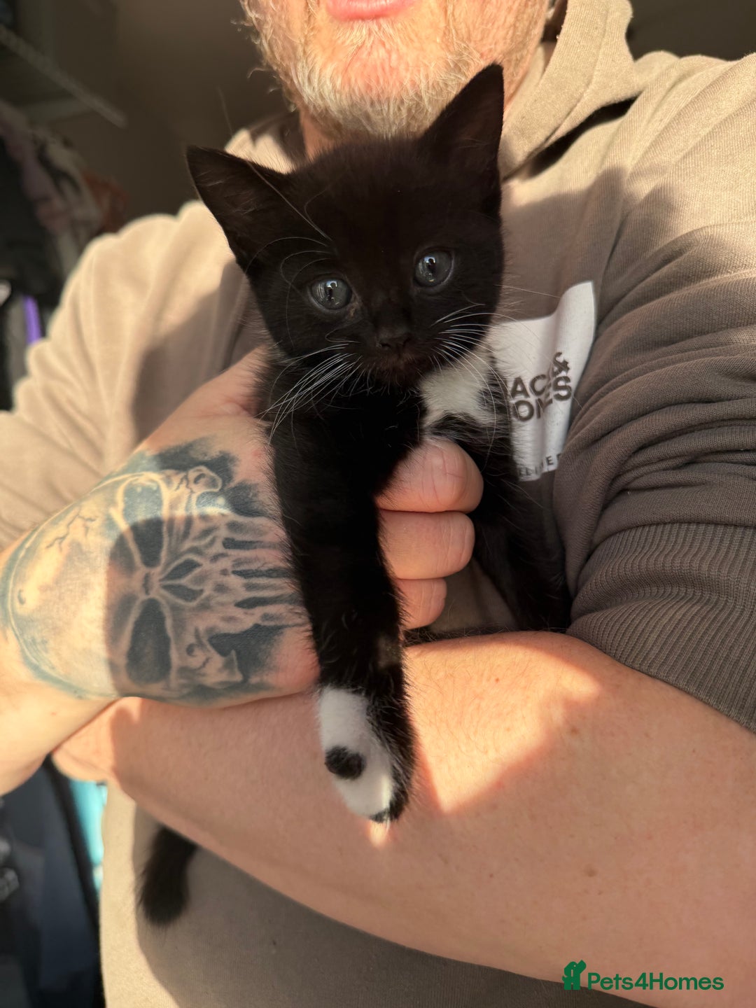 Mixed Breed cats for sale: 4 mixed breed kittens for good honest homes  - Image 1