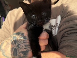 Mixed Breed cats - Advert 1