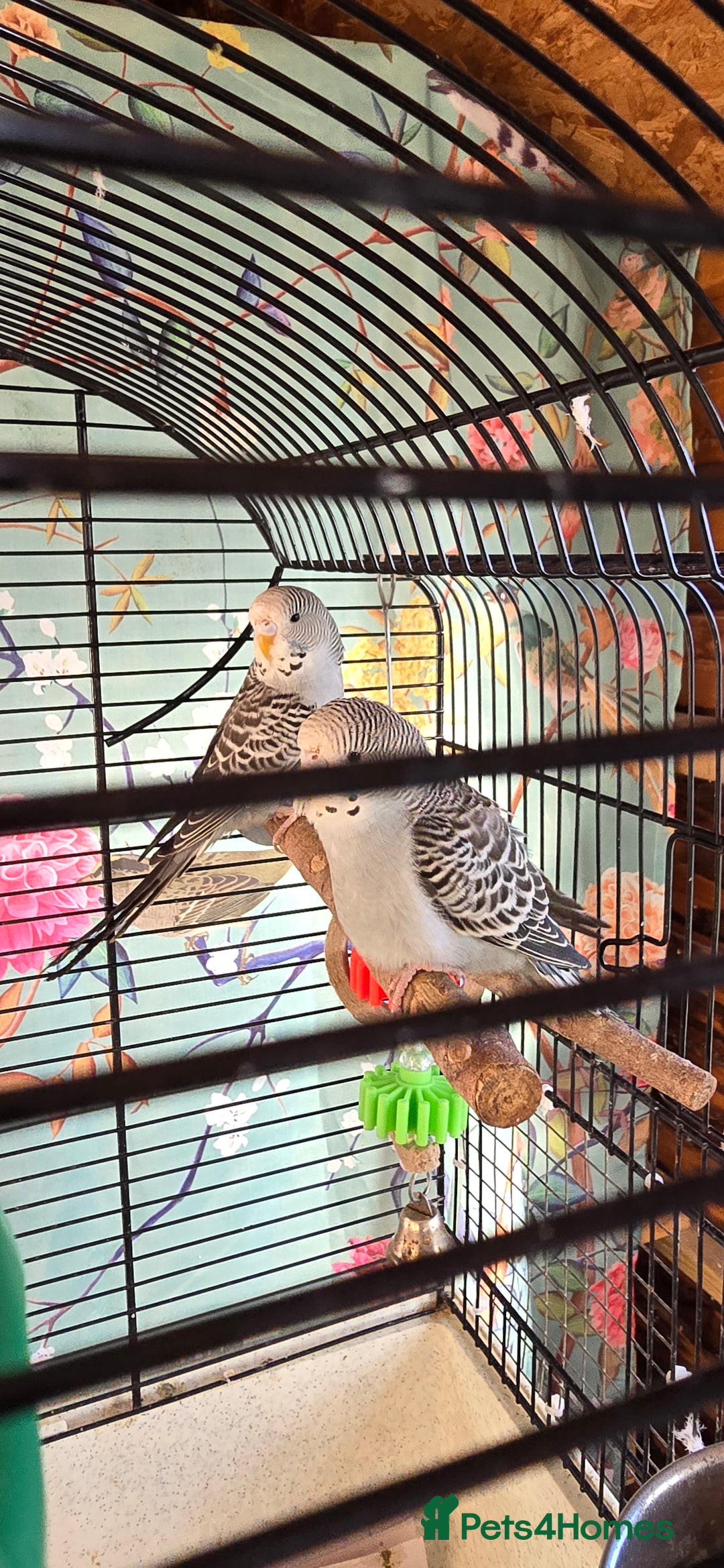 Budgerigars birds for sale: Gorgeous baby budgies - Advert 3