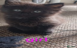 Domestic Shorthair cats for sale: 2 beautiful black fluffy kittens for sale.  - Image 4
