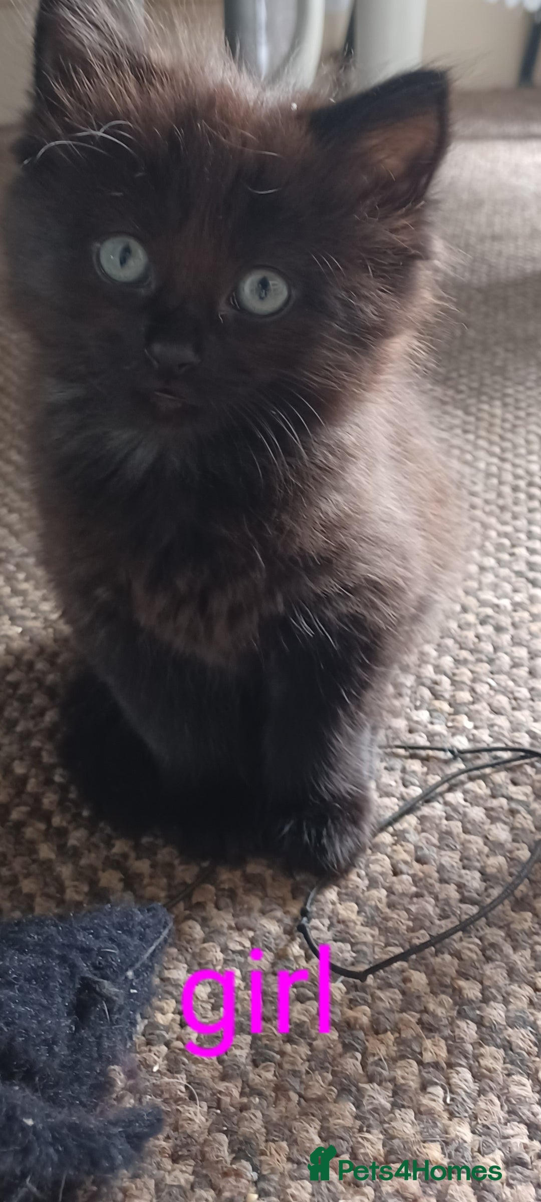 Domestic Shorthair cats for sale: 2 beautiful black fluffy kittens for sale.  - Image 4