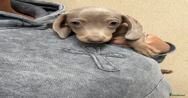 Miniature Dachshund dogs Miniature dachshund puppy ready to leave now  - Advert 10