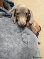 Miniature Dachshund dogs Miniature dachshund puppy ready to leave now - Advert 10