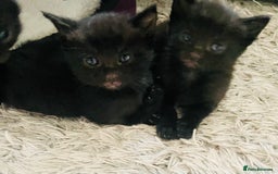 Russian Blue cats for sale: Russian blue mix  - Image 9