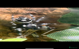 Spiders invertebrates for sale: Bahamas jumping spider - Image 1