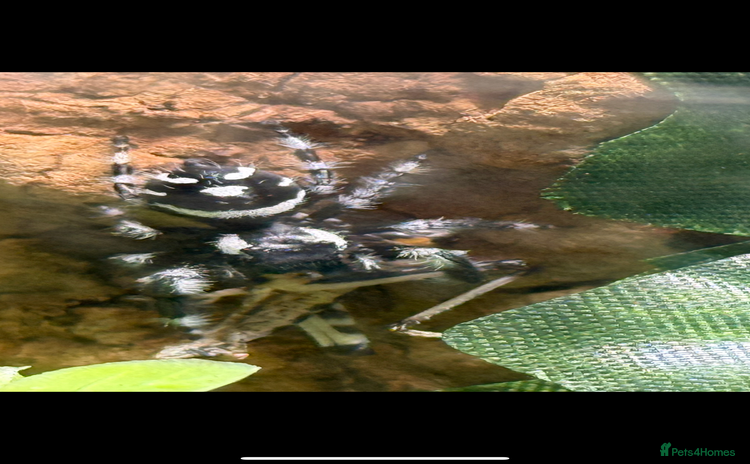 Spiders invertebrates - Advert 1