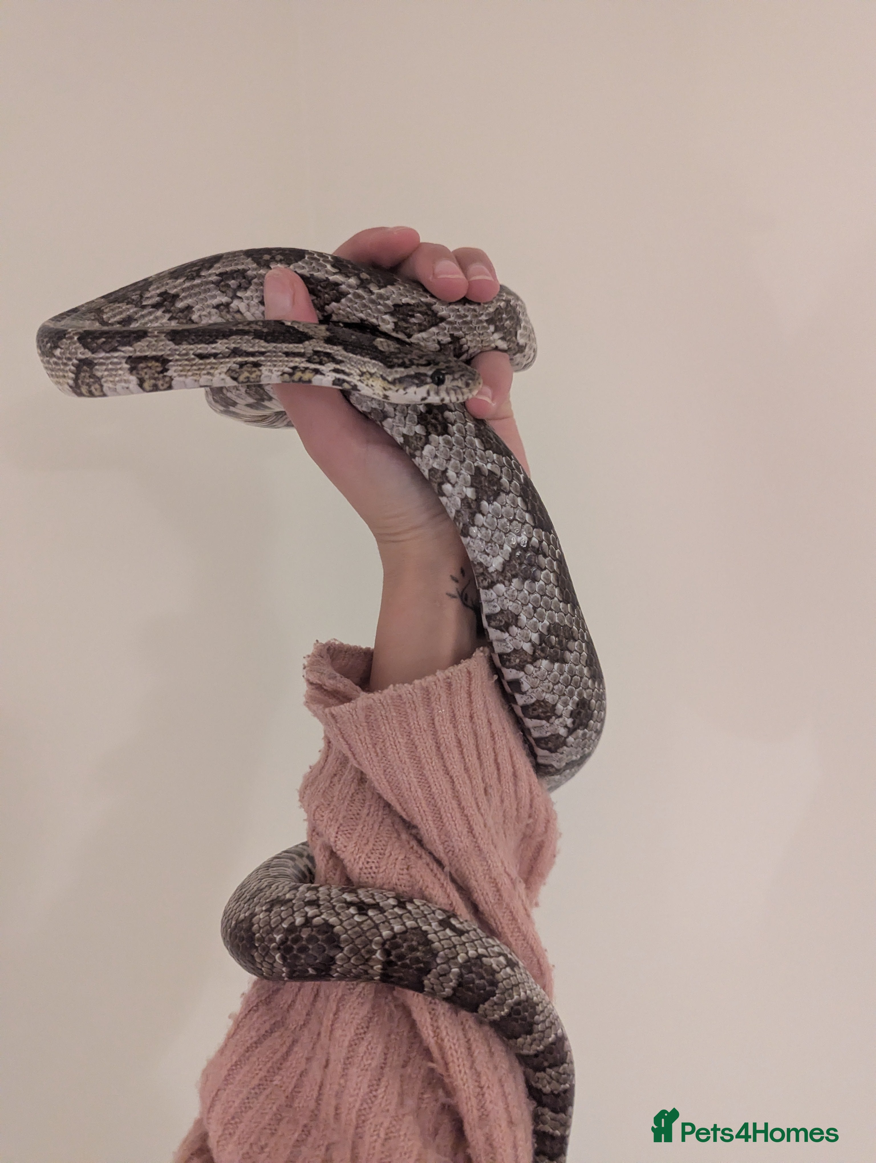 Corn Snake reptiles Female corn snakes for sale - Advert 1