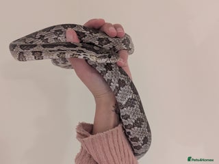 Corn Snake reptiles Female corn snakes for sale - Advert 1
