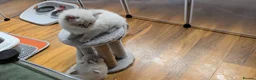 Siberian cats for sale: 4 Siberian Neva Masquerade kittens for seal - Advert 13