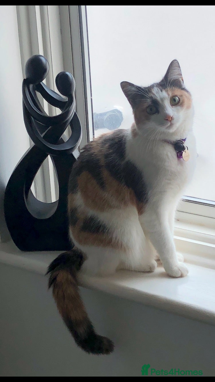 British Shorthair cats FREE to loving home- 5yr old female - Advert 1