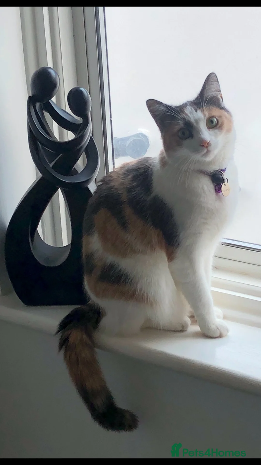 British Shorthair cats for sale: FREE to loving home- 5yr old female - Advert 1