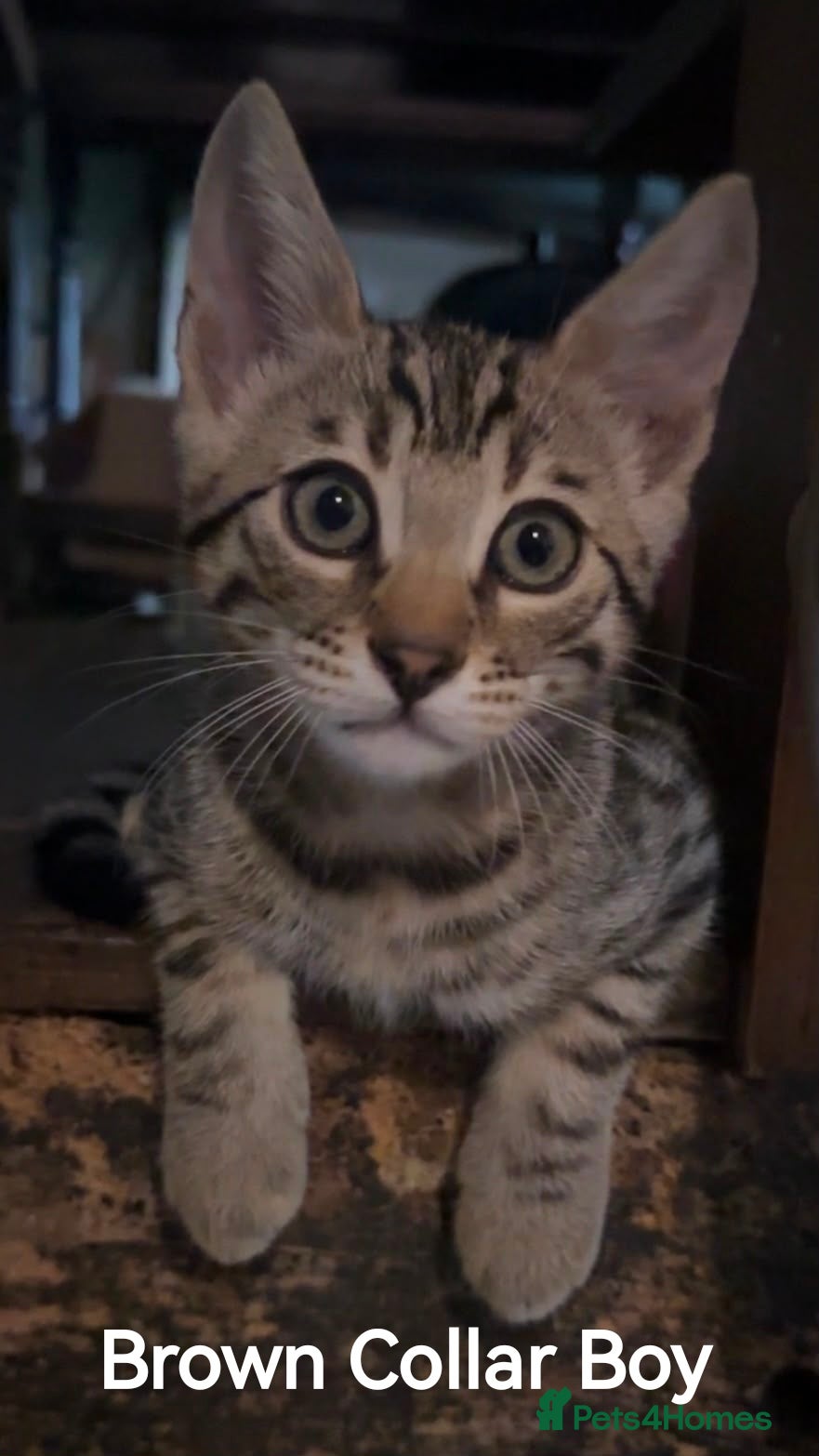 Bengal cats  Silver, Snow & brown Spotted Bengal Kittens - Advert 2