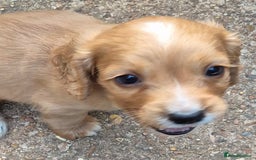 Sprocker dogs for sale: 5 Sprocker Puppies  - Image 6