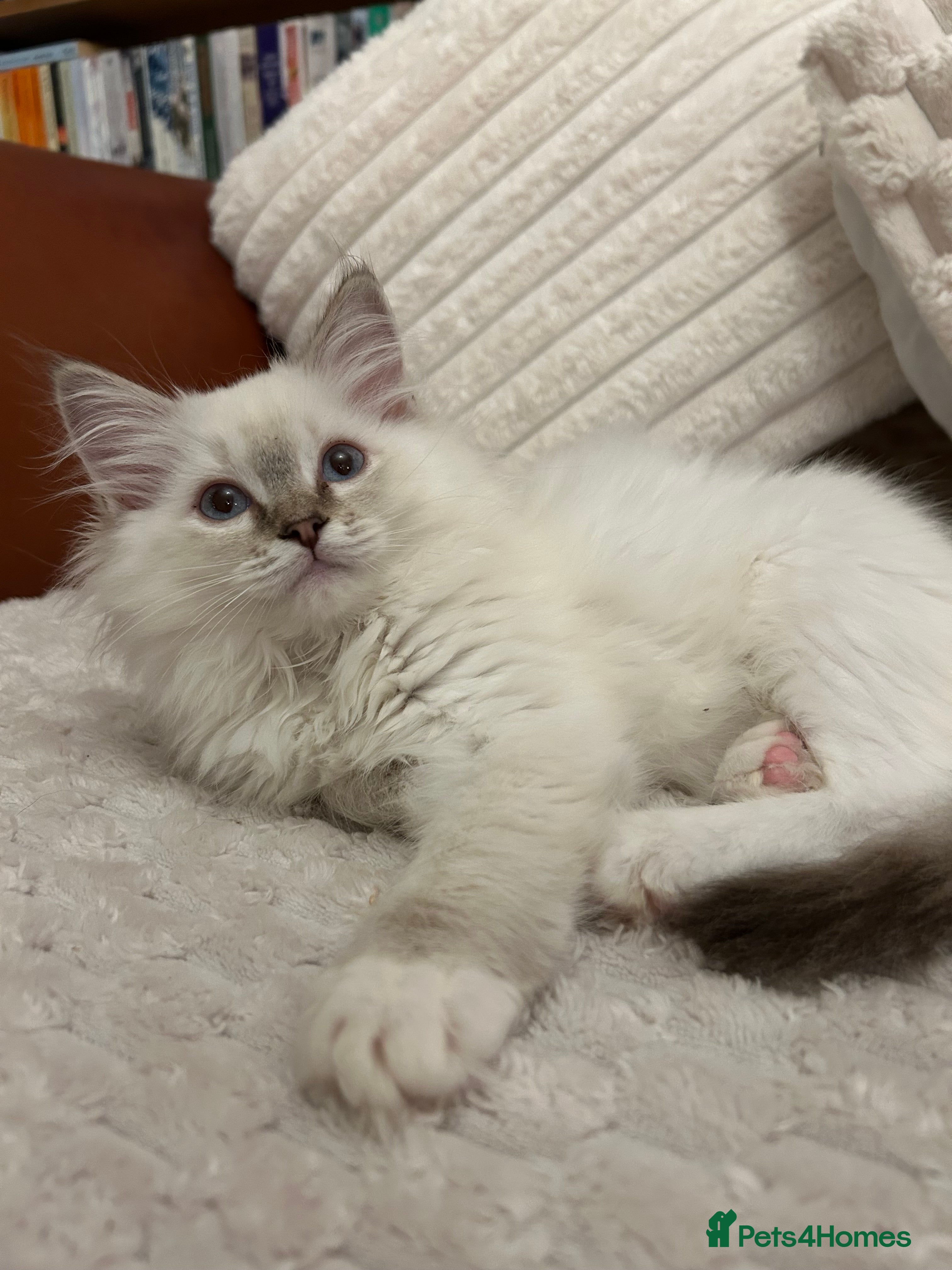 Ragdoll cats Ragdoll Kitten TICA chocolate tabby cherubim - Advert 2