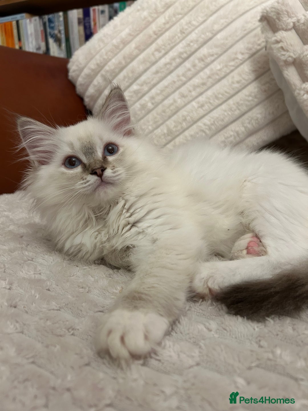 Ragdoll cats for sale: Ragdoll Kitten TICA chocolate tabby cherubim - Advert 1