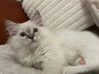 Ragdoll cats Ragdoll Kitten TICA chocolate tabby cherubim - Advert 6