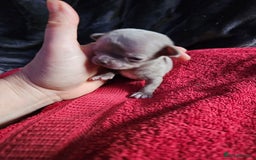 Chihuahua dogs for sale: Kc lilac small chihuahua  - Image 20