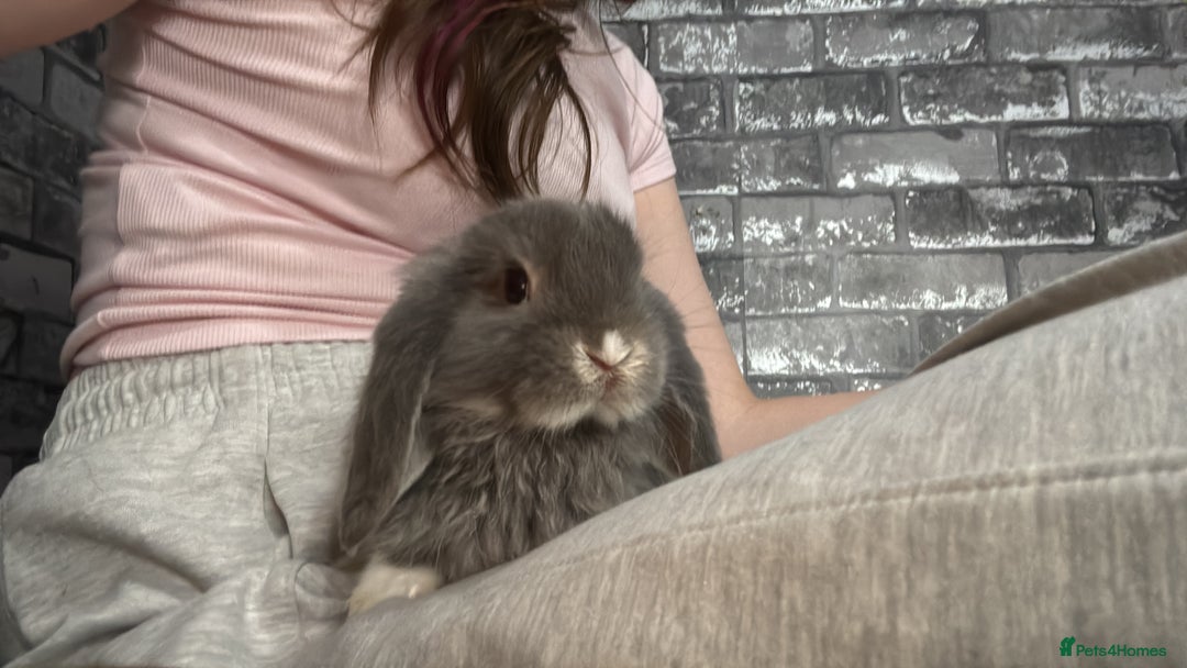Mini Lop rabbits for sale: Mini Lop males for sale - Advert 3
