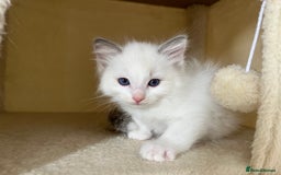 Ragdoll cats for sale: Pure Ragdoll kittens for sale london  - Image 9