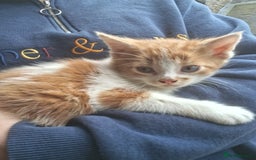 Mixed Breed cats for sale: Kittens available looking for their forever homes  - Image 2