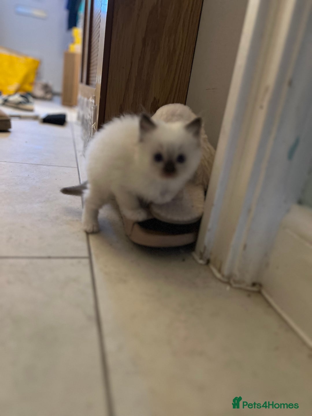 Ragdoll cats for sale: Blue mitted and bicolour ragdolls - Image 35