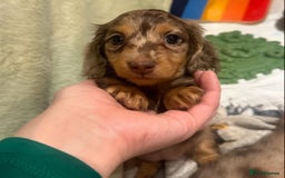 Miniature Dachshund dogs for sale: Miniature Purebred Dachshund Puppies - Image 1