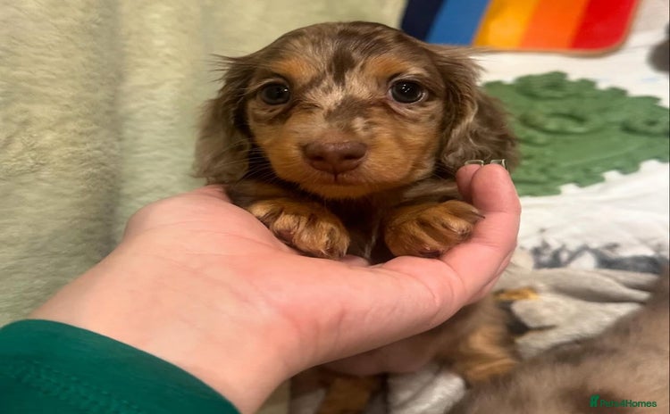 Miniature Dachshund dogs - Advert 2