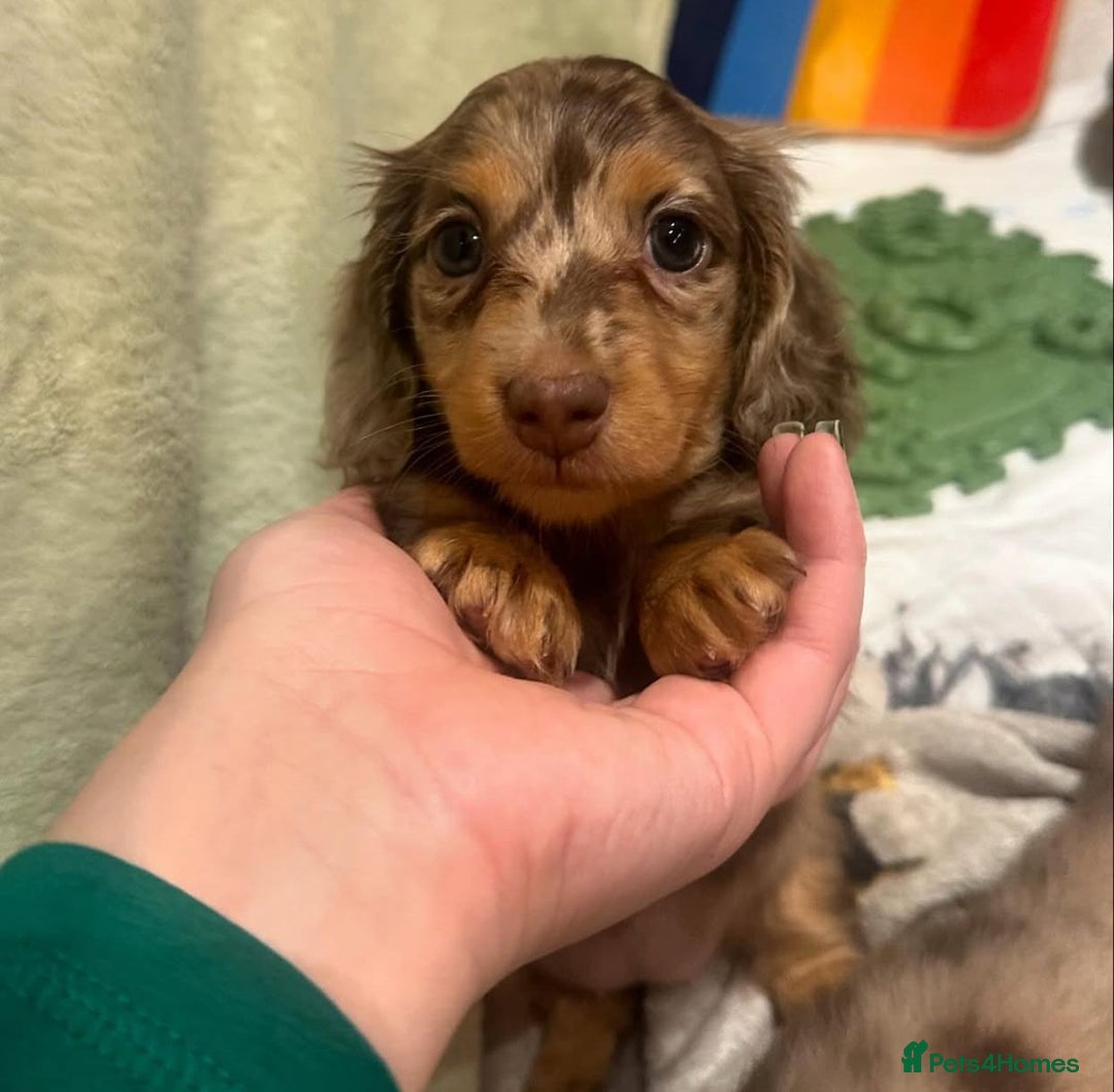 Miniature Dachshund dogs for sale: Miniature Purebred Dachshund Puppies - Image 1