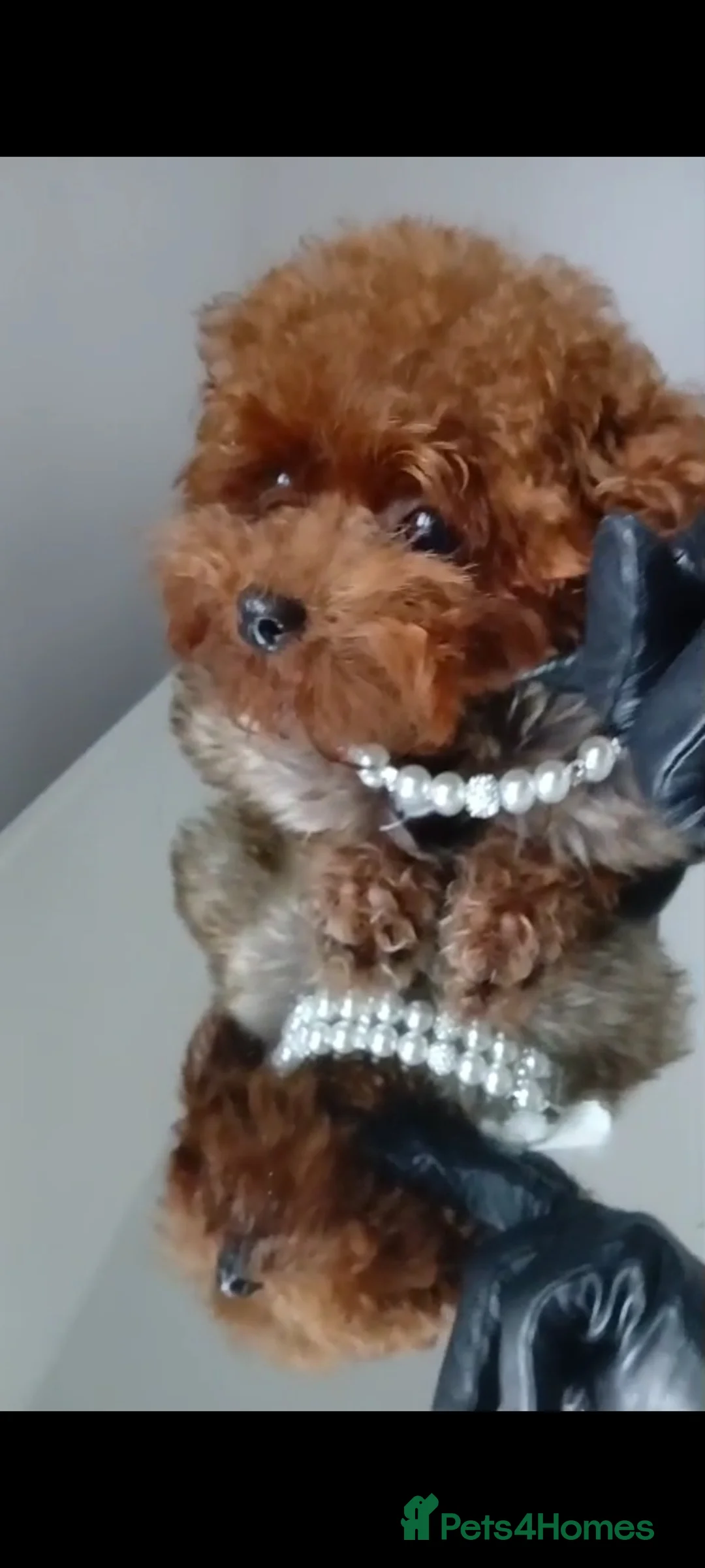 Poodle dogs for stud: Asian Korean miniature Poodle stud  - Advert 4