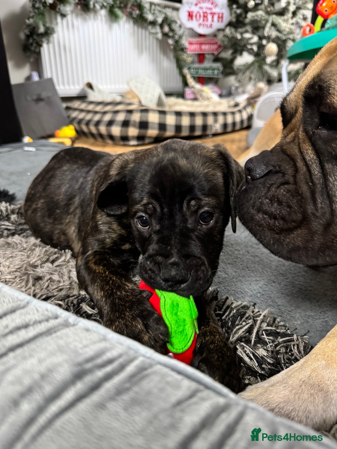 Mixed Breed dogs for sale: American Staff x Bullmastiff Pups  - Advert 32