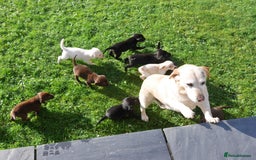 Labrador Retriever dogs for sale: Stunning Health Tested Labrador Puppies - Advert 12