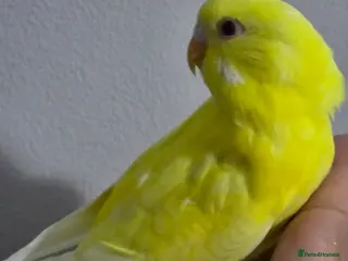 Budgerigars birds for sale: Silly hand tamed baby budgies for sale - Advert 2