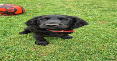 Sprocker dogs - Advert 4