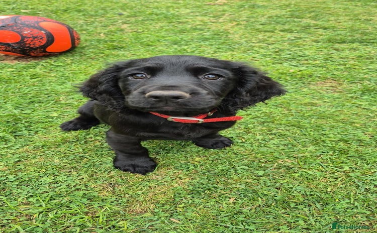 Sprocker dogs - Advert 7