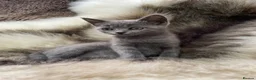 Mixed Breed cats for sale: Bsh mix girl - Advert 10