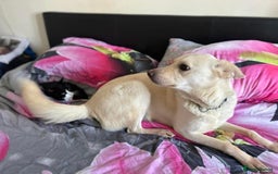 Mixed Breed dogs for adoption: Buddy - Norwich Norfolk  - Image 25