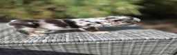 French Bulldog dogs for sale: 4 Stunning Full Fluffy Frenchie Pups - Advert 18