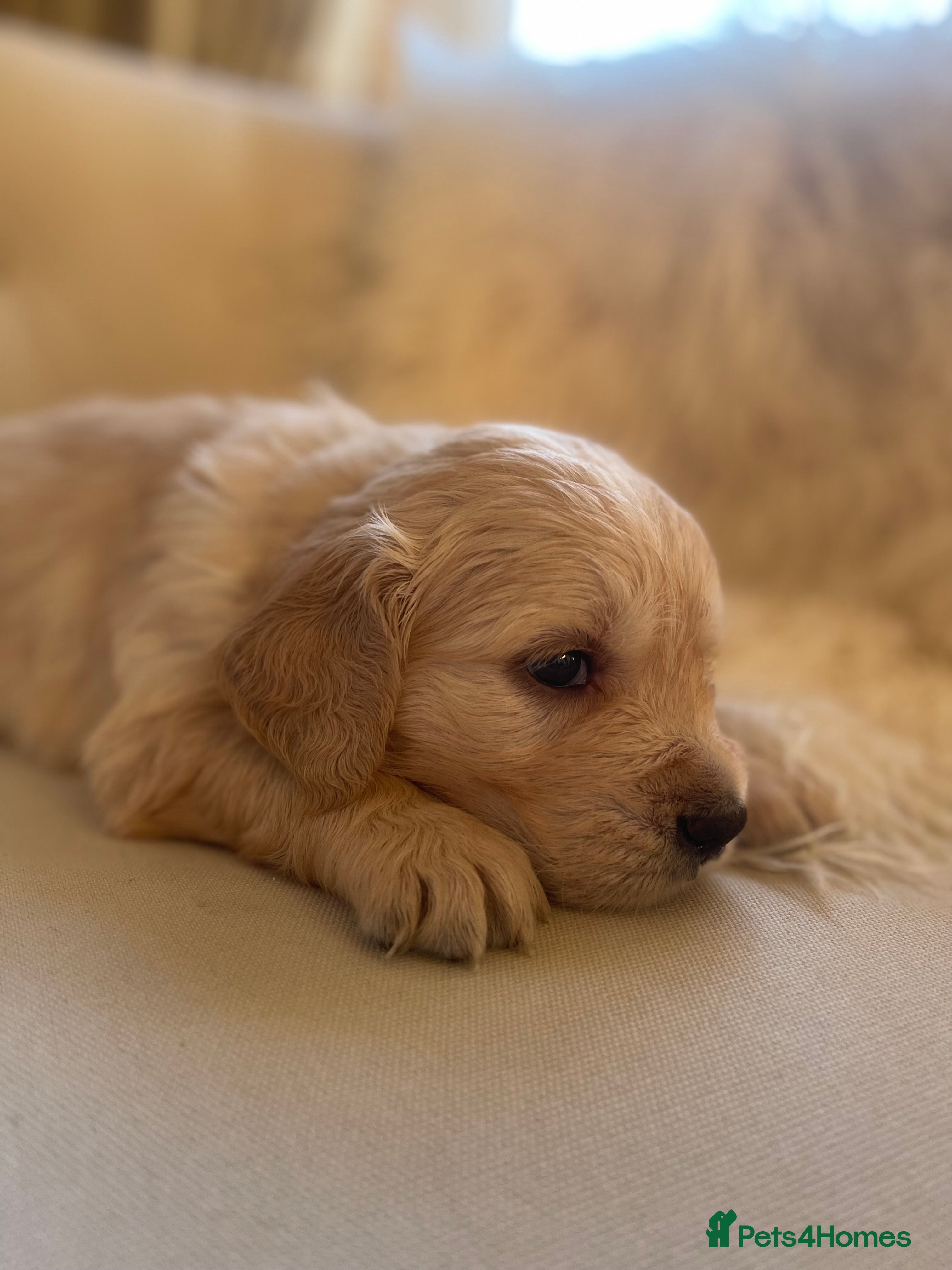 Golden Retriever dogs ✨Kennel Club Registered Golden Retriever Puppies ✨ - Advert 11