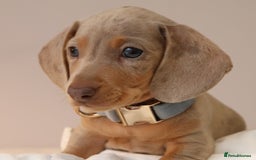 Miniature Dachshund dogs for sale: 🌟5StarsLicense+Holistic+KC+VetCheck+PRAClear - Image 1