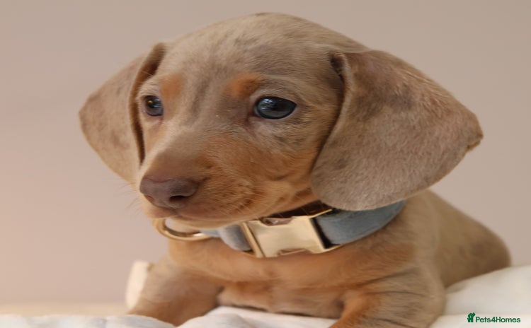 Miniature Dachshund dogs - Advert 10