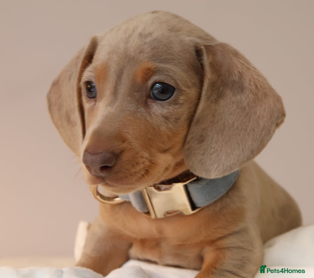 Miniature Dachshund dogs for sale: 🌟5StarsLicense+Holistic+KC+VetCheck+PRAClear - Image 1