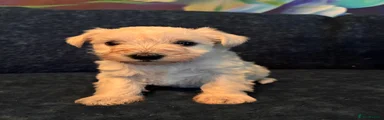 Miniature Schnauzer 3