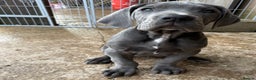 Great Dane dogs for sale: READY NOW! BLUE Kc reg Great Danes - Advert 9