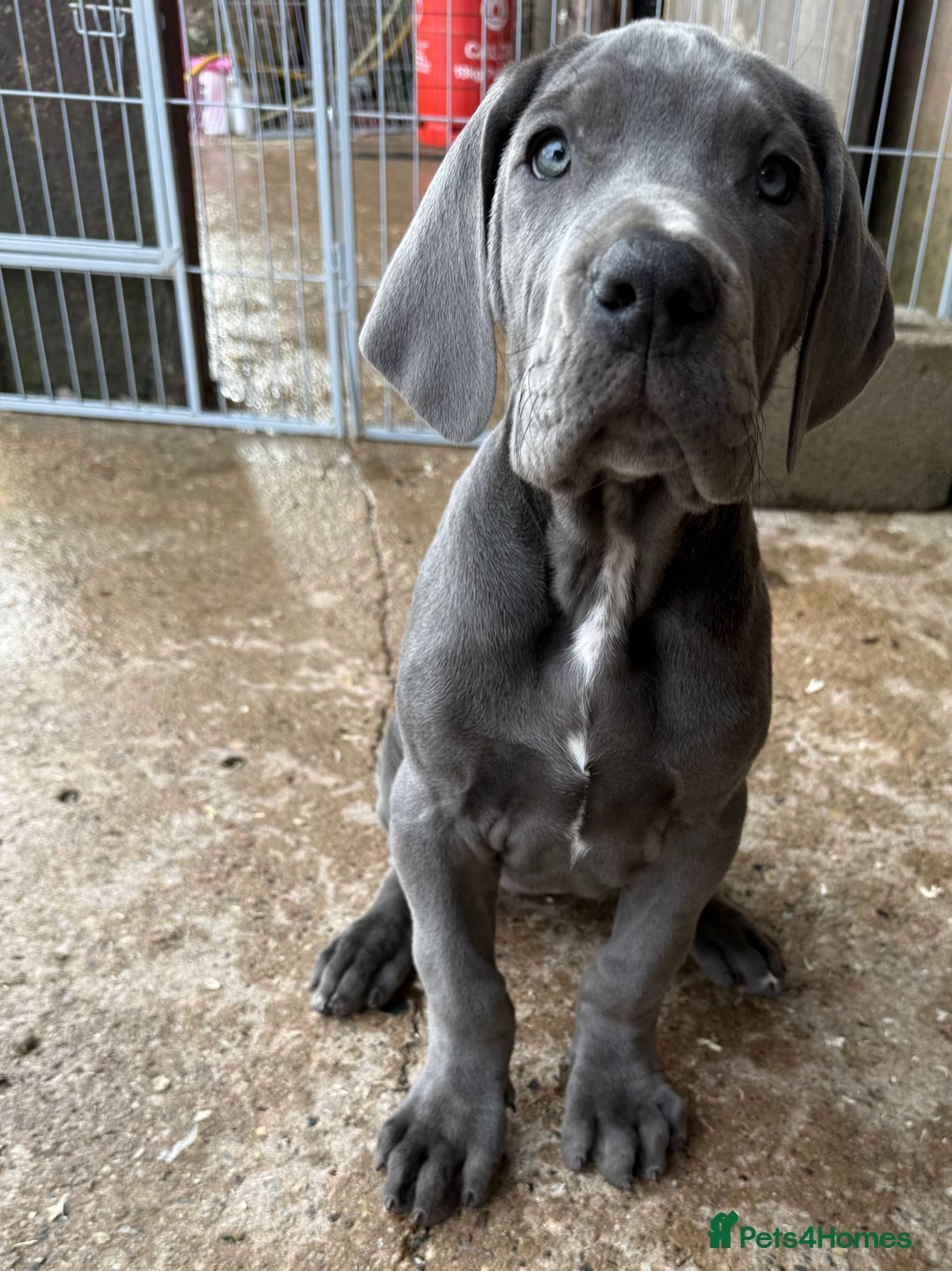 Great Dane dogs for sale: READY NOW! BLUE Kc reg Great Danes - Advert 9